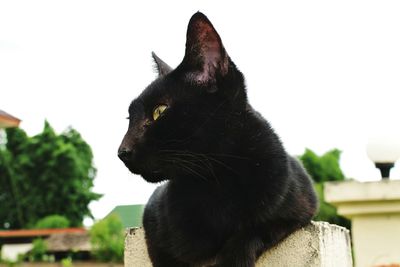 Close-up of black sitting outdoors