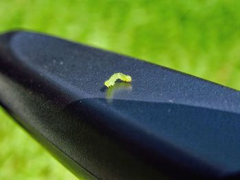 Close-up of insect on grass