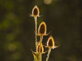 Close-up of dried plant