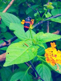 Close-up of ladybug on plant