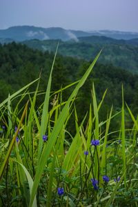 Close-up of plants growing on field against sky