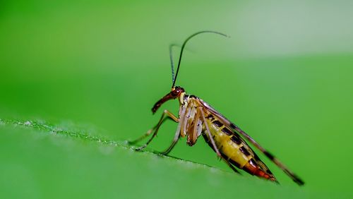 Close-up of insect