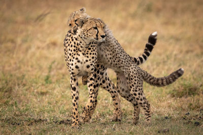 Close-up of cheetahs playing on field