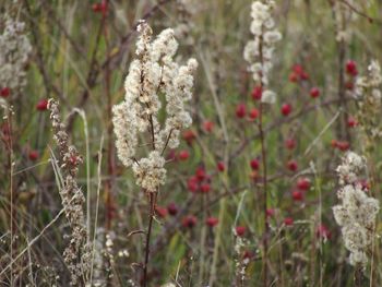 Close-up of white flowering plants on field