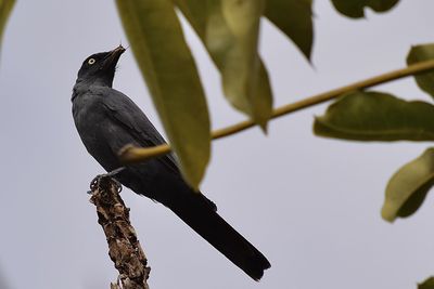 Low angle view of bird perching on a tree