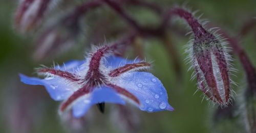 Close-up of purple flowers