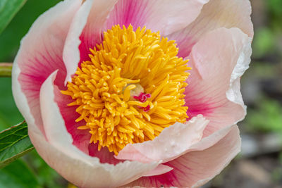 Details of a peony flower - ann arbor - michigan