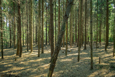 Trees in forest