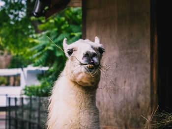 Portrait of a horse in zoo