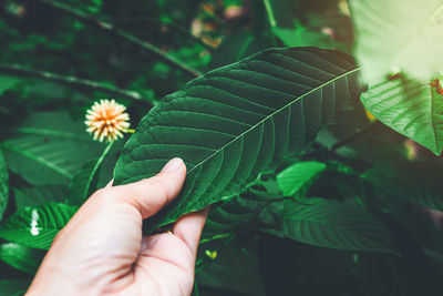 Close-up of hand holding leaves