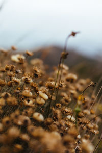 Close-up of dry plants on field