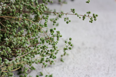 High angle view of plant