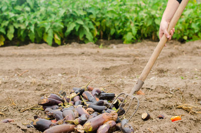 Rotten spoiled eggplant vegetables lie on the field. poor harvest concept. production waste