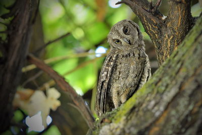 Close-up of a owl bird on tree