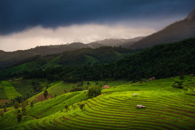 Scenic view of agricultural field against sky