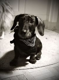 Portrait of dog sitting on floor at home