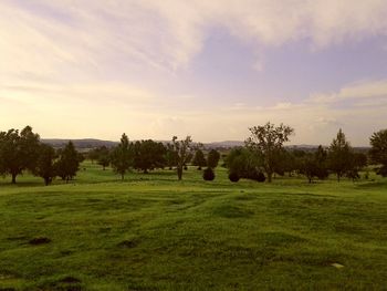 Trees on field against sky