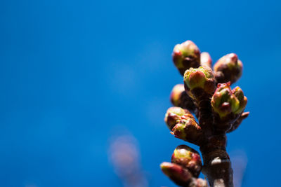 Close-up of fruits on blue flower