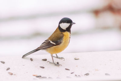 Close-up of bird perching on railing