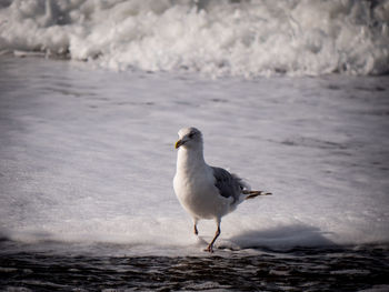 Seagull perching on a beach