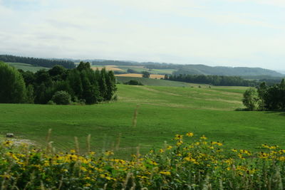 Scenic view of agricultural field against sky