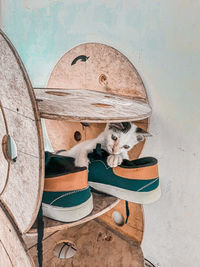 Close-up of a dog on the wall