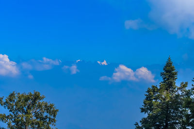 Low angle view of trees against blue sky