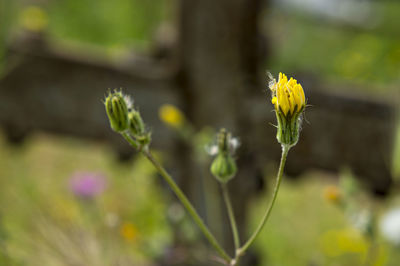 Close-up of yellow flower