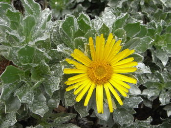 Close-up of yellow flower blooming outdoors