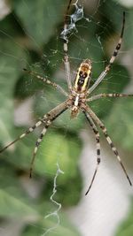 Close-up of spider on web