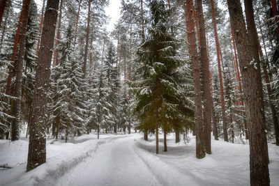 A snow-covered path in a pine forest