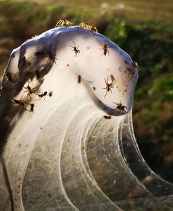 High angle view of insect on land