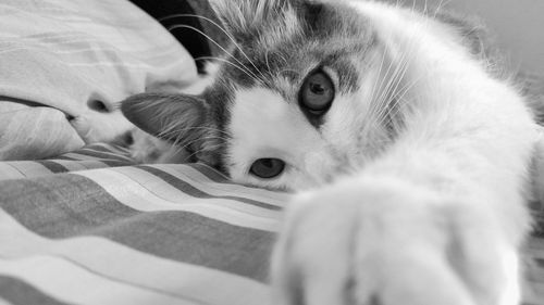 Close-up portrait of cat at home