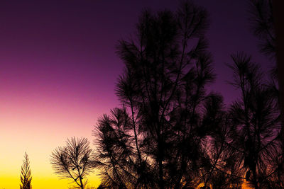 Low angle view of silhouette trees against sky at sunset