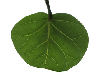 High angle view of leaf against white background