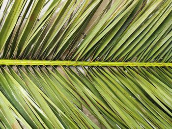 Full frame shot of palm leaves