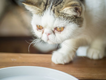 Close-up portrait of a cat