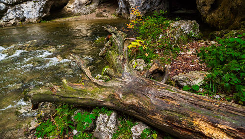 Moss growing on tree trunk in forest