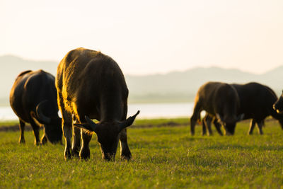 Cows grazing in a field