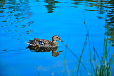 Duck swimming in lake