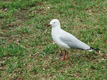 Seagull perching on a field