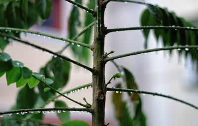 Close-up of raindrops on branch