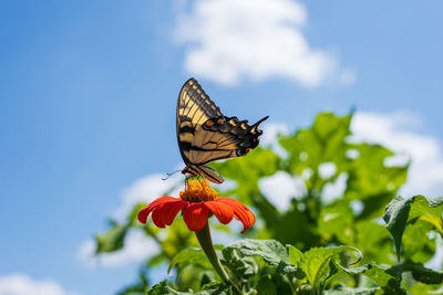 Close-up of butterfly pollinating on flower