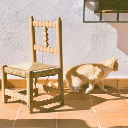 Cat sitting on chair against wall