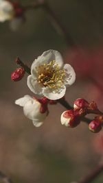 Close-up of white flowers