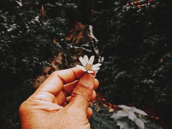 Close-up of hand holding flower