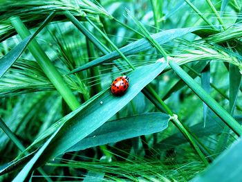 High angle view of ladybug on leaf