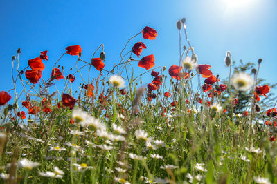 Close-up of flowering plants on field