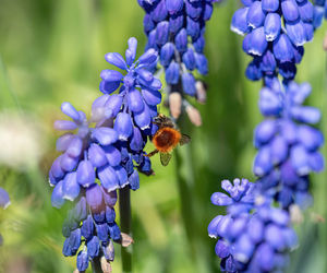 flowering plant