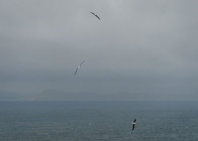 Royal albatross birds flying over sea against sky